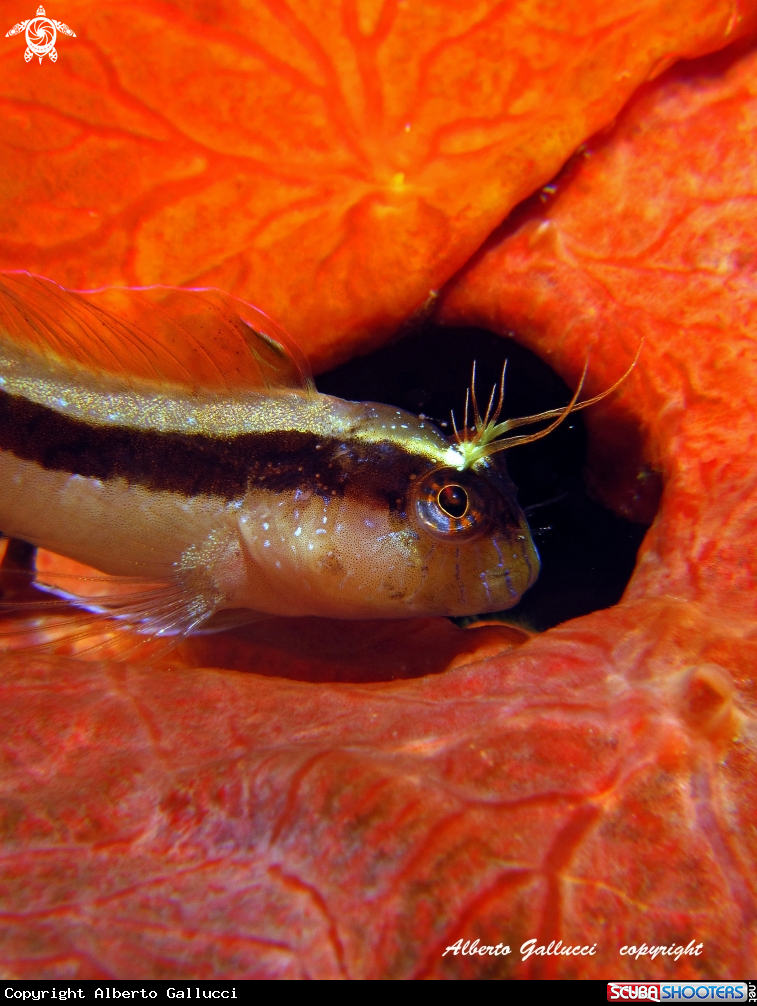 A White blenny