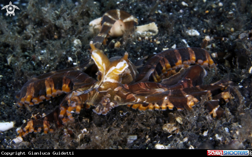 A underwater creature