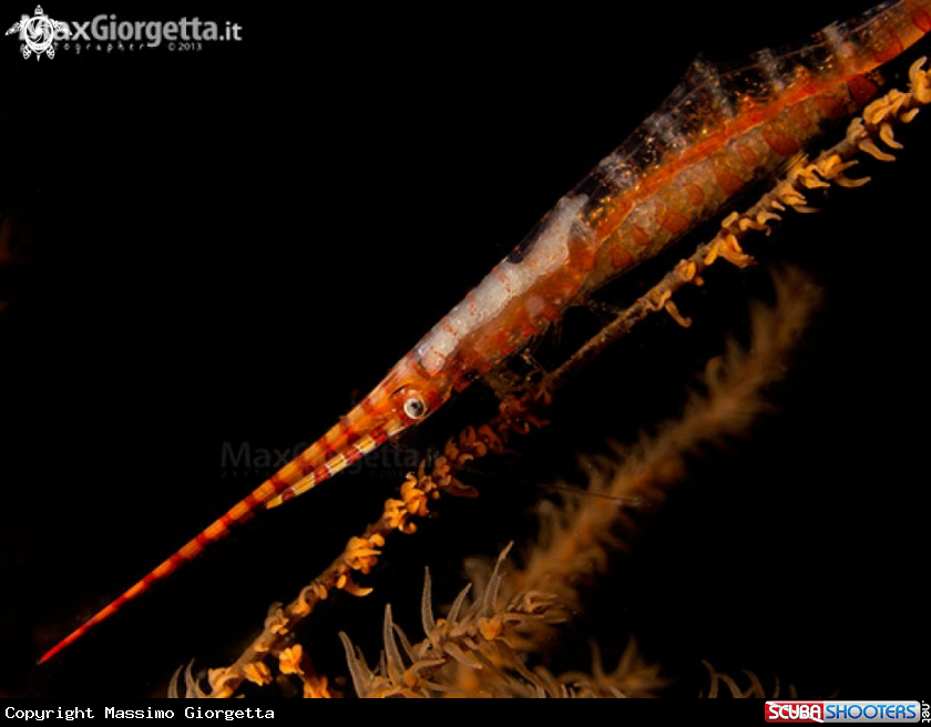 A Sawblade Shrimp with eggs