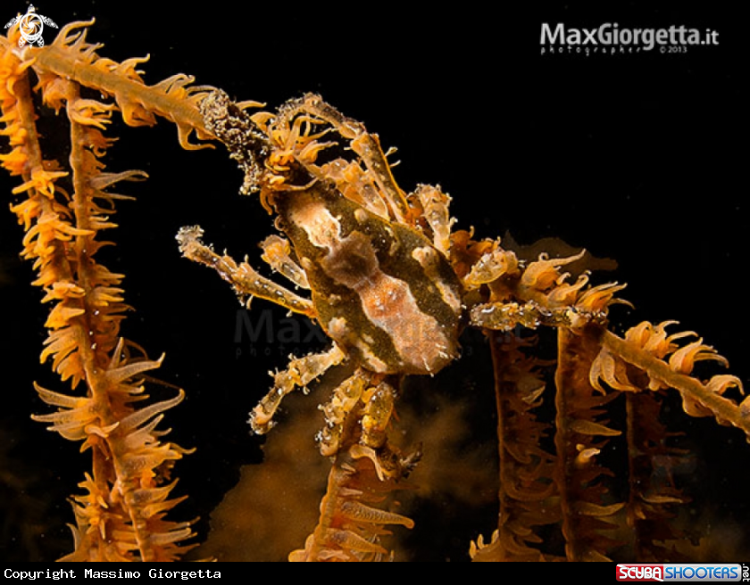 A Xeno Crab