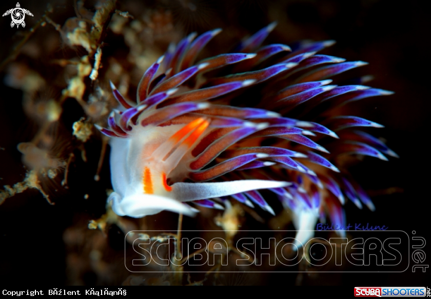 A Nudi