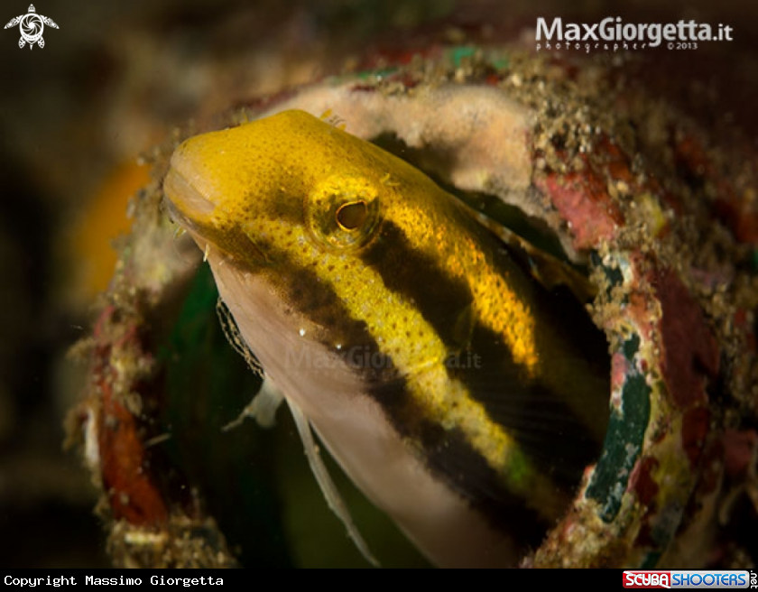 A Shorthead Fangblenny