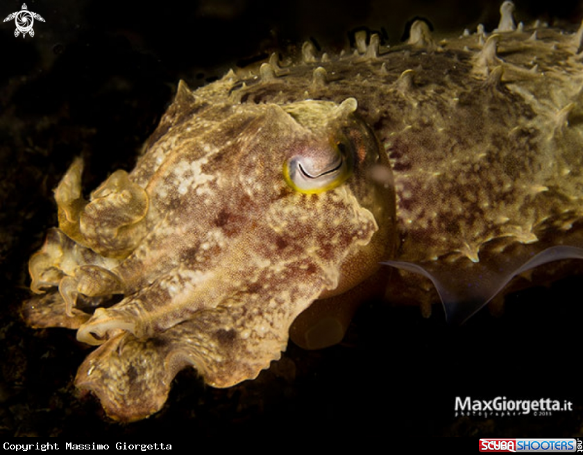 A juvenile cuttle fish