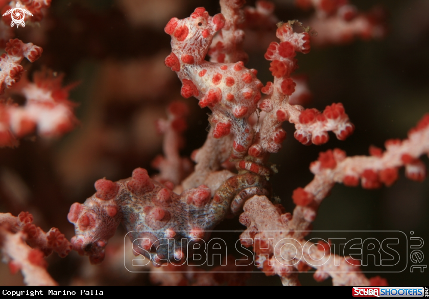 A Pigmy Sea Horse