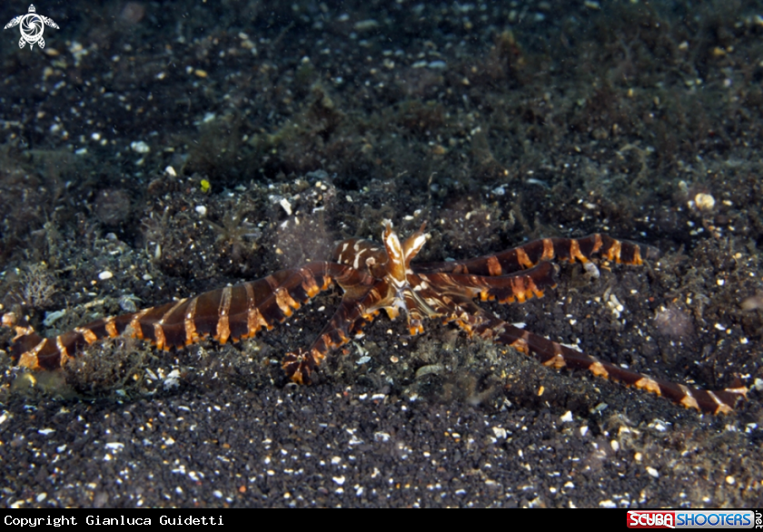 A underwater creature