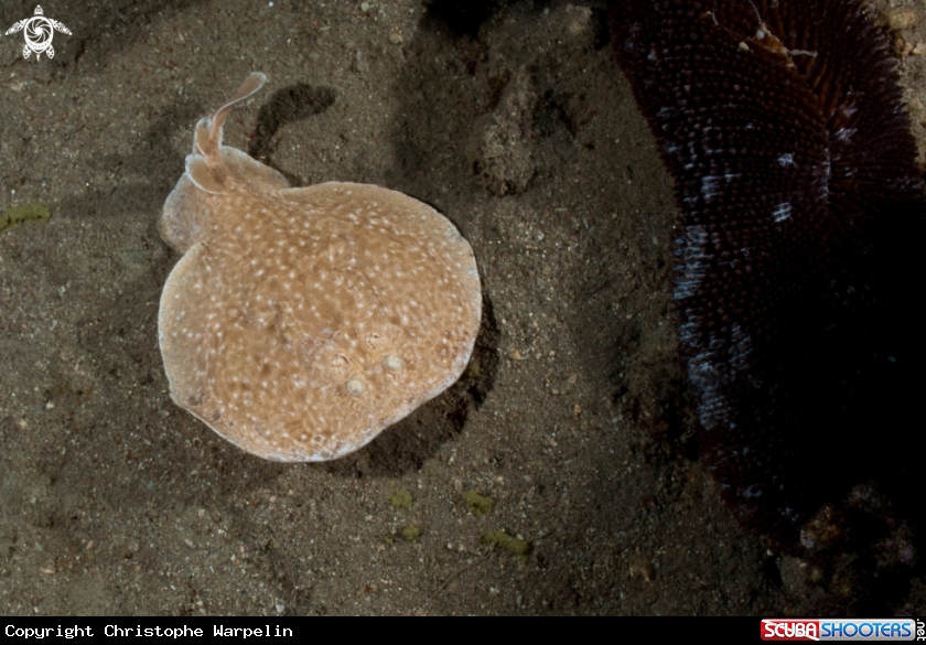 A Torpedo panthera