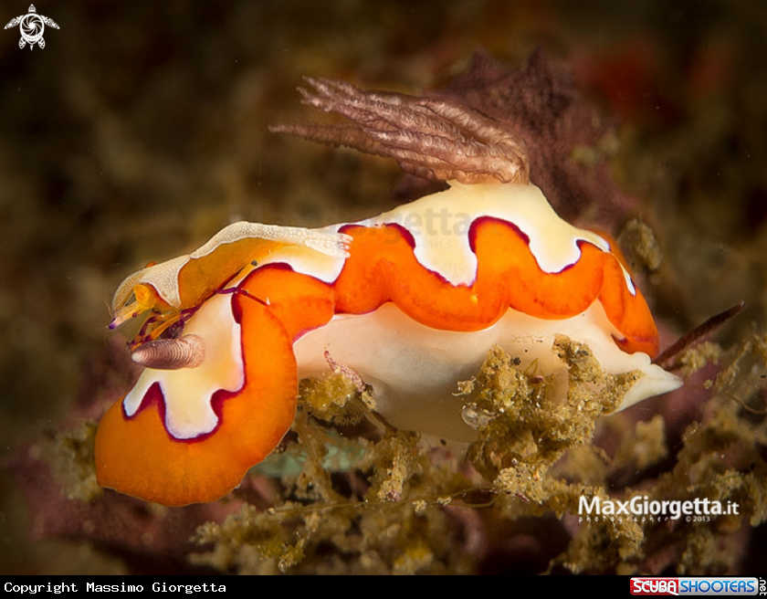 A nudibranch