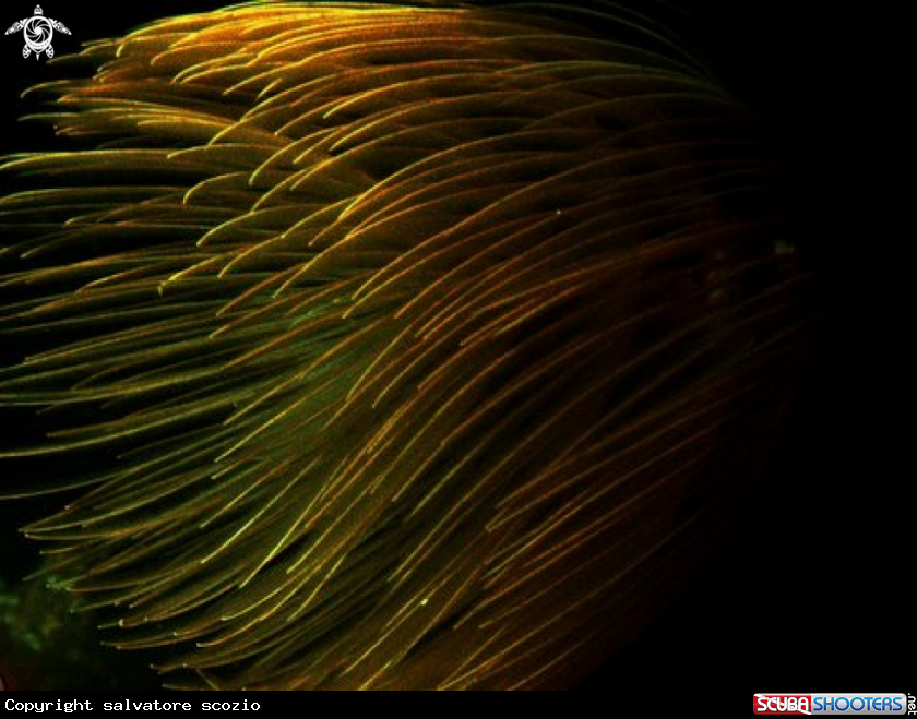 A spirografo