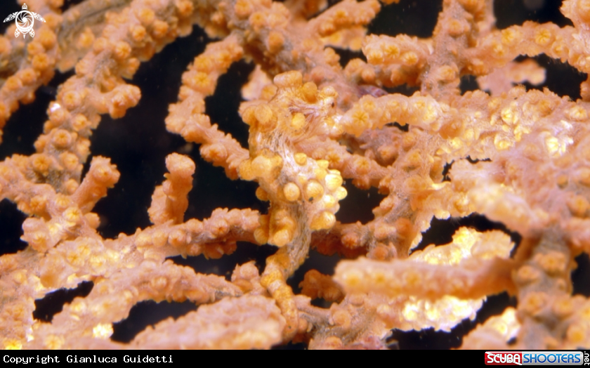 A underwater creature
