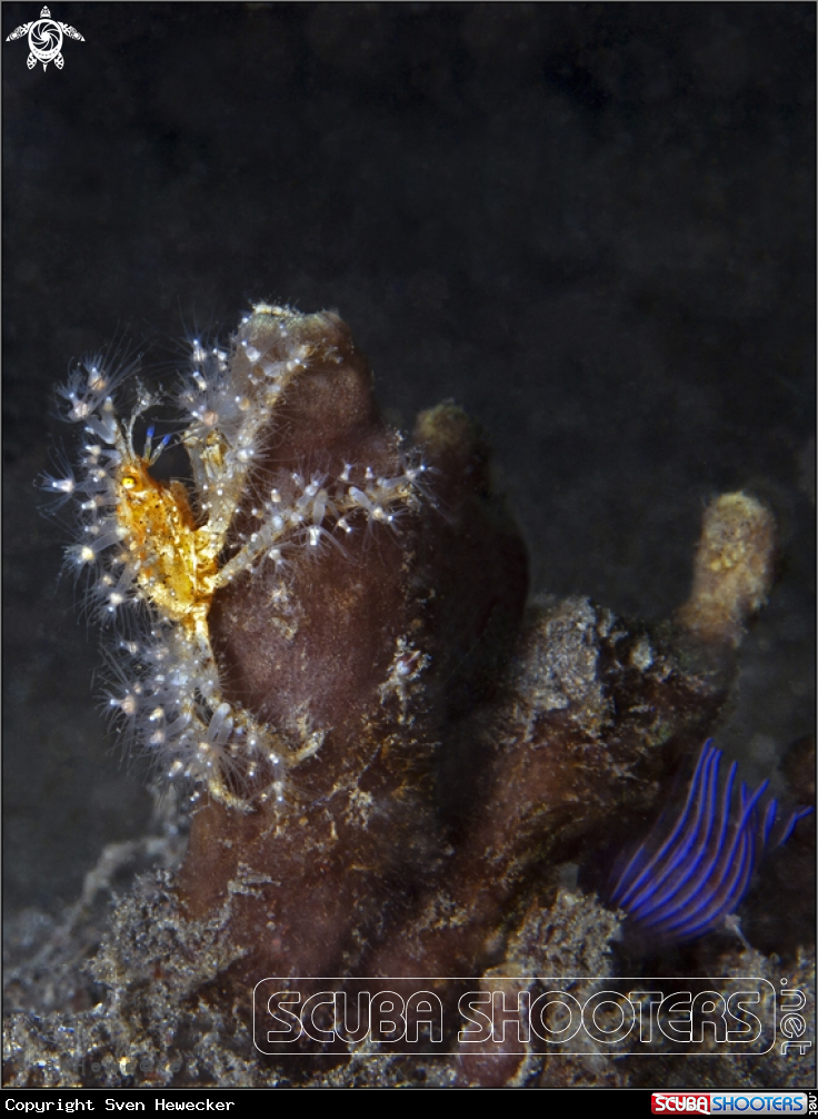 A Decorator Crab