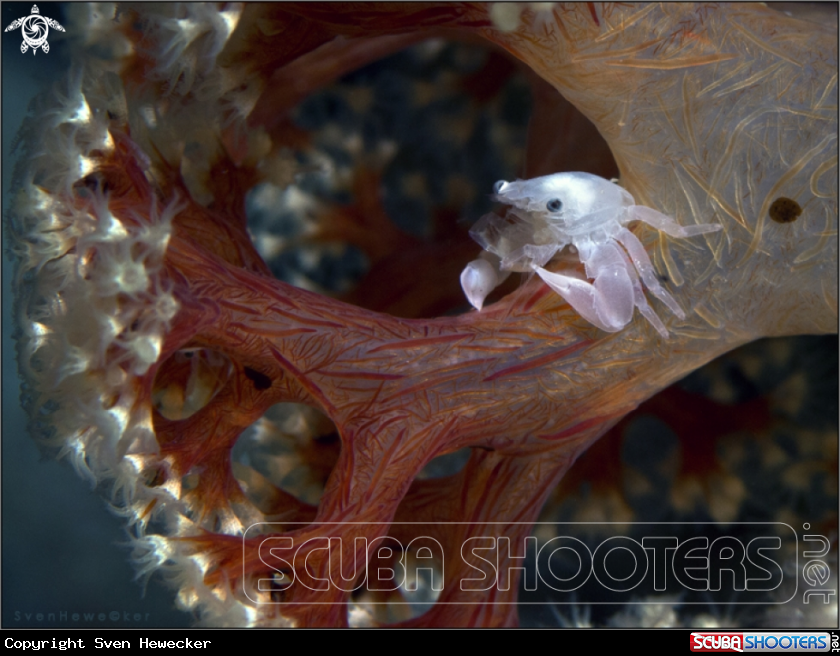 A Porcelain crab