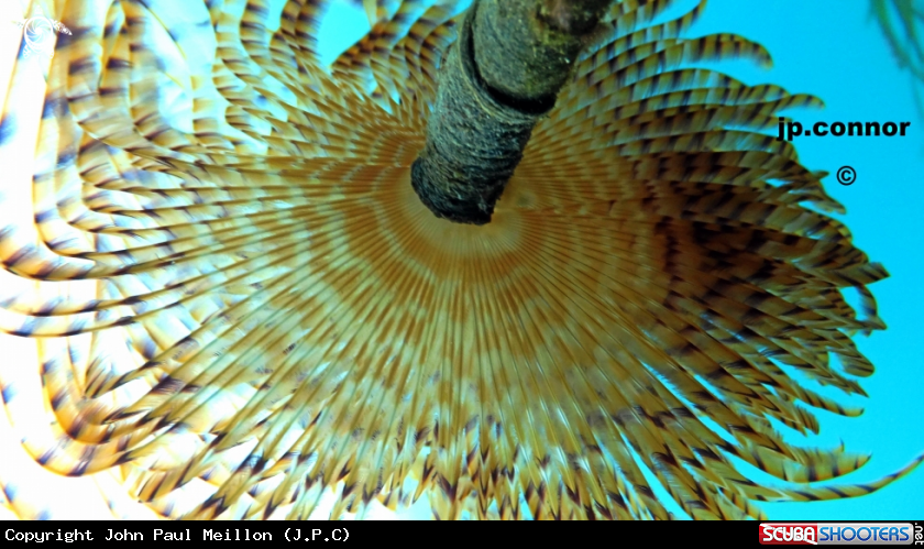 A Spirographe