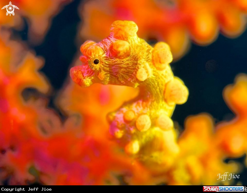 A Yellow Pygmy Seahorse