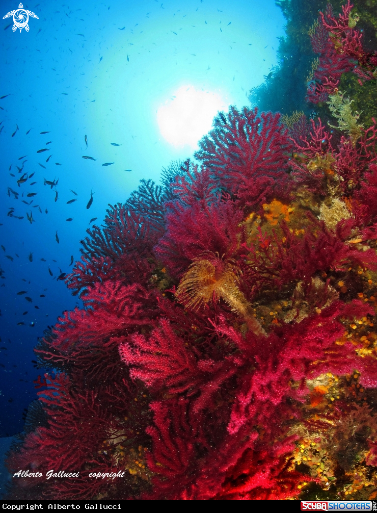 A Red gorgonians