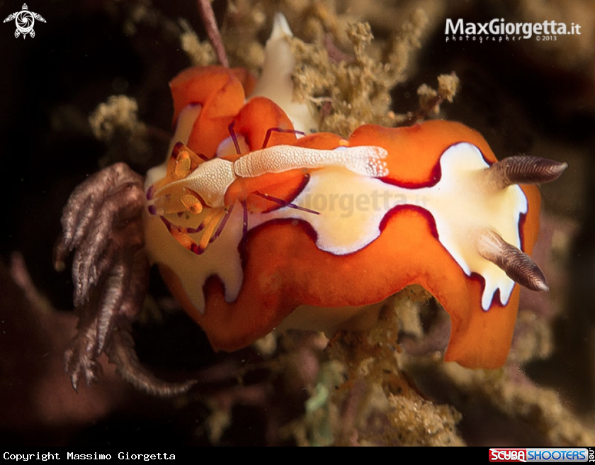 A nudibranch