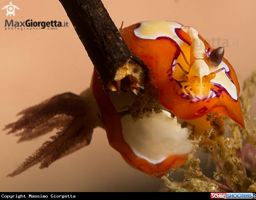 A nudibranch