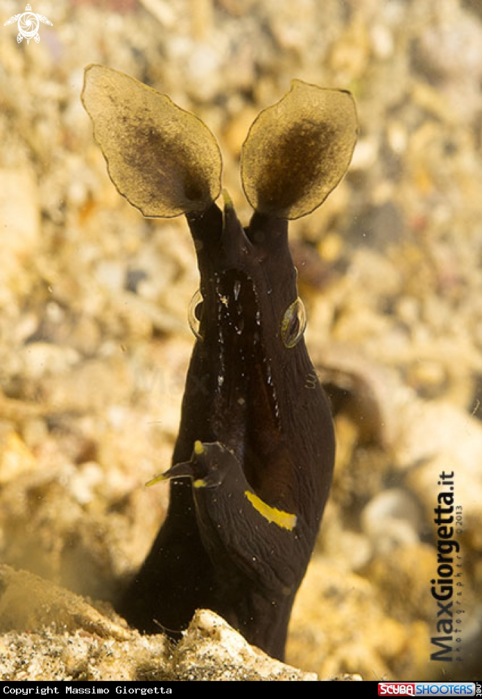 A Jouvenile ribbon eel
