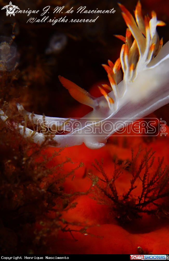 A Nudibranch