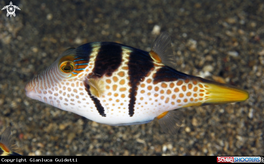 A underwater creature