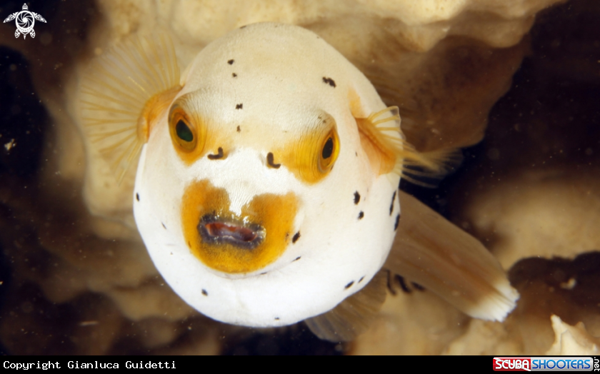 A underwater creature
