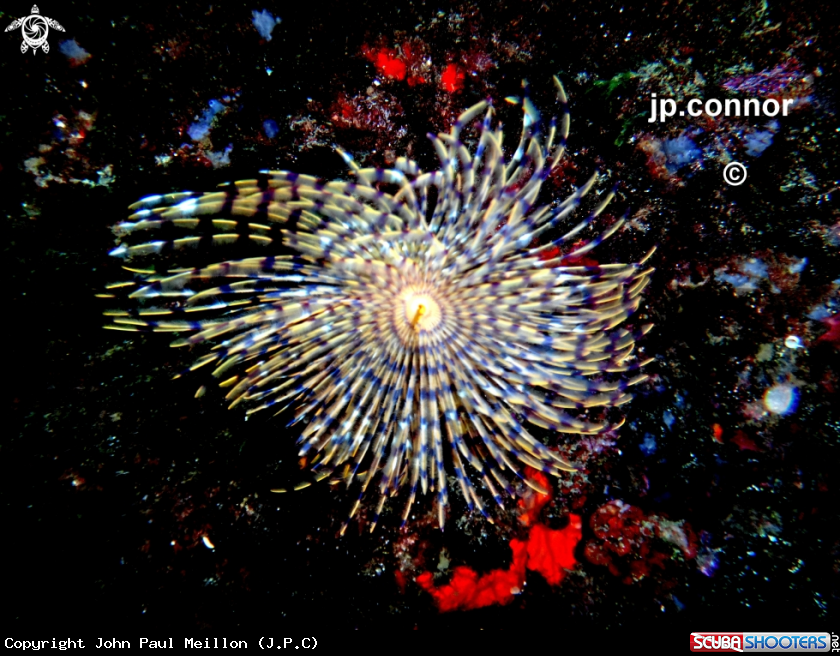 A Spirographe