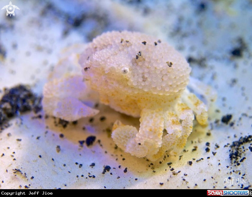 A Pearl Granular Crab