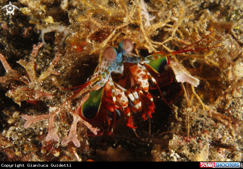 A underwater creature