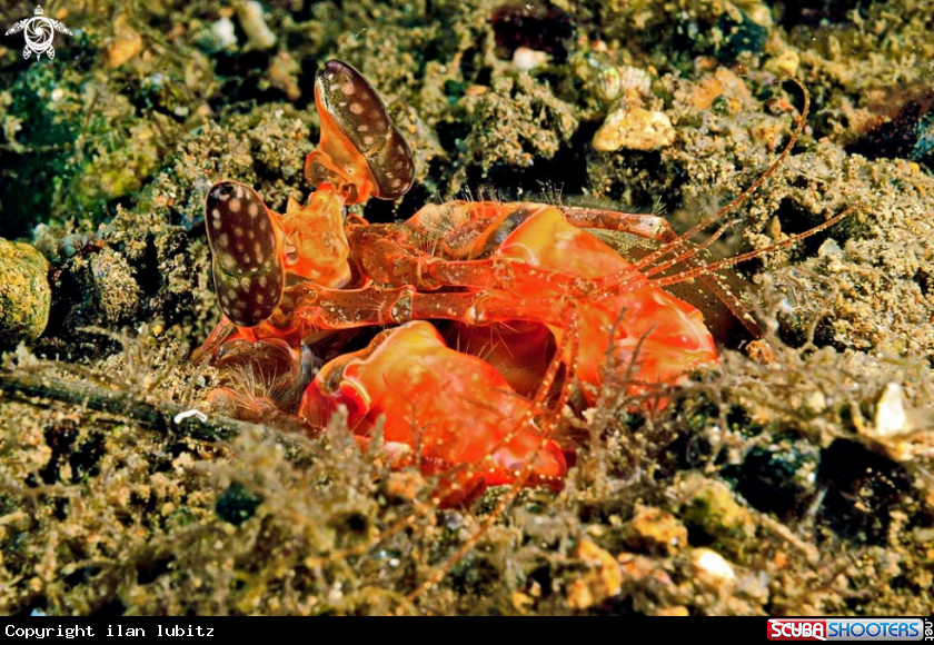 A Mantis shrimp