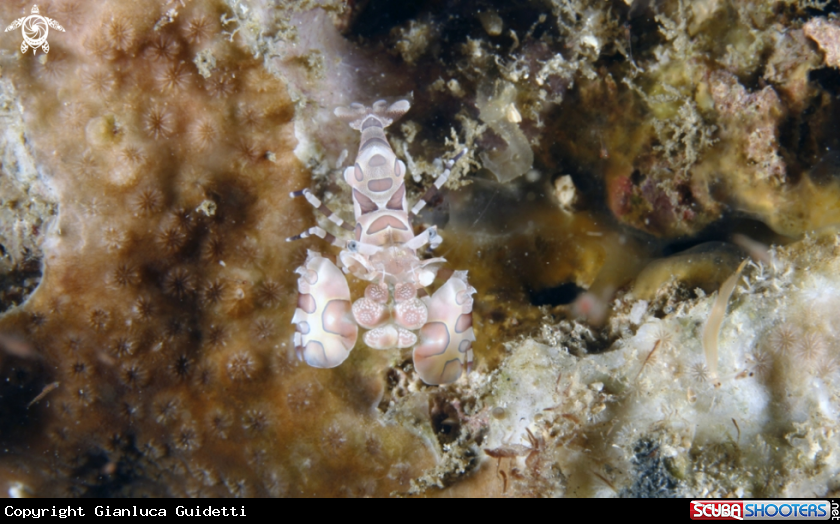 A underwater creature