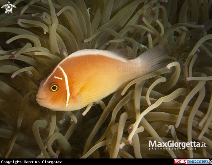 A clown fish
