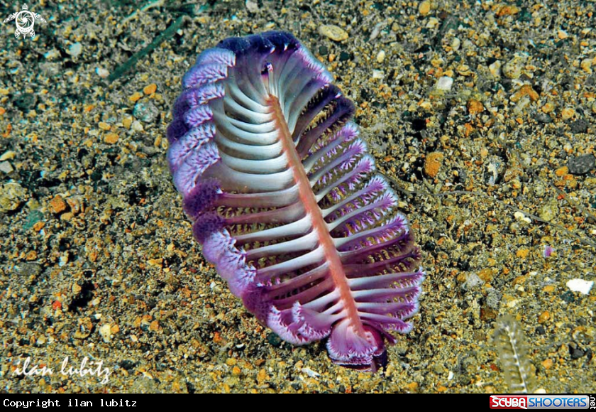 A Sea Pen