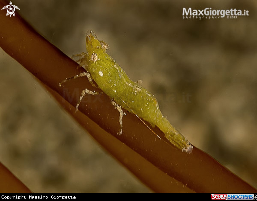 A green shrimp