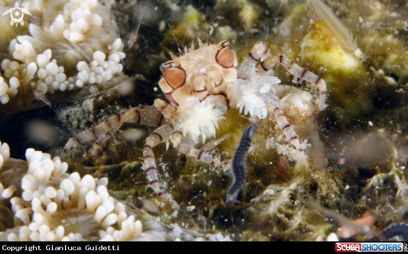 A underwater creature