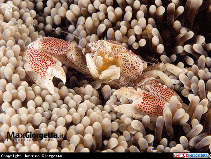 A porcellain crab
