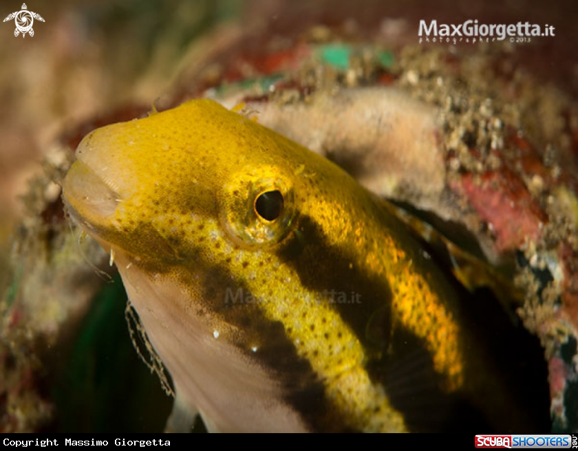 A Shorthead Fangblenny 