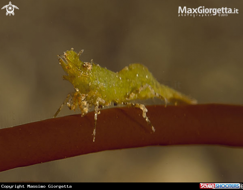 A green shrimp