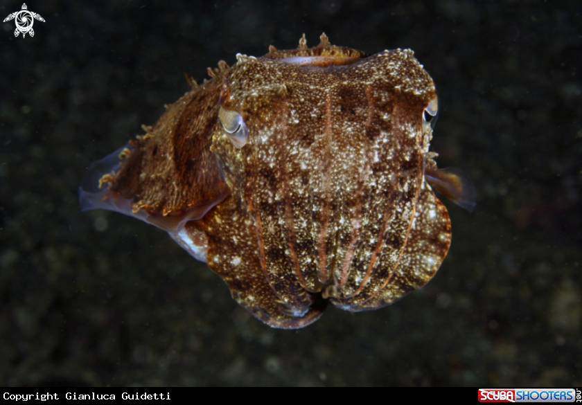 A underwater creature