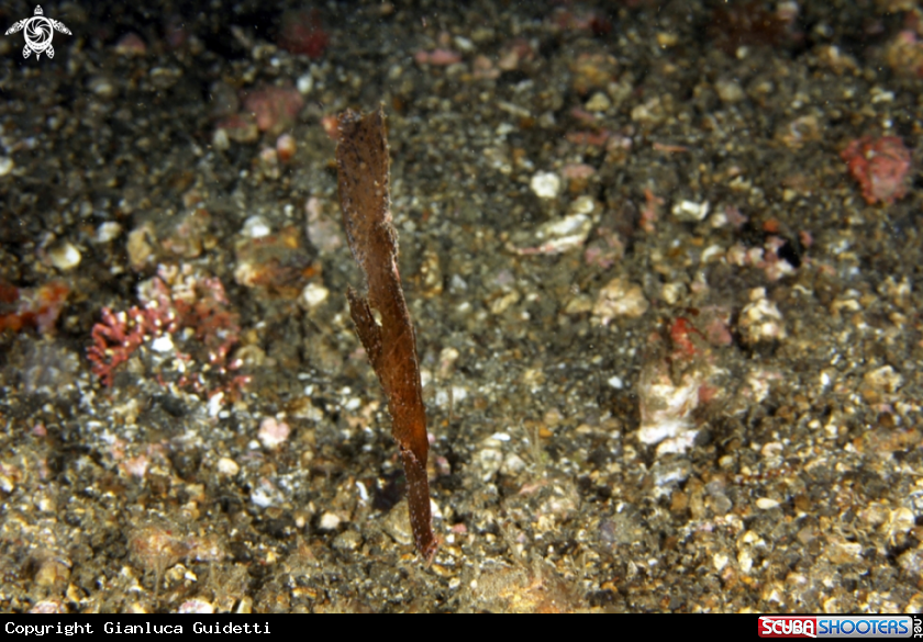 A underwater creature
