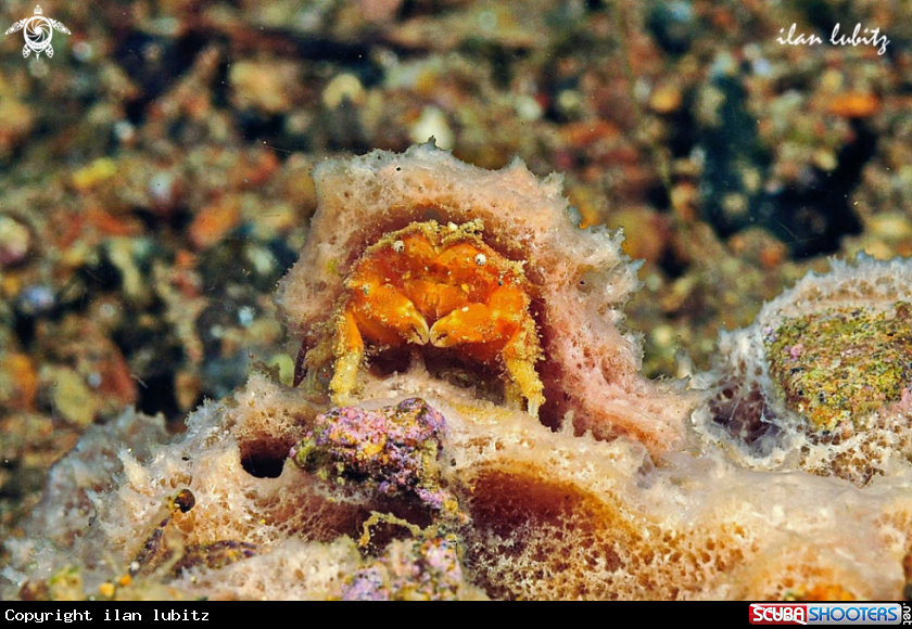 A crab