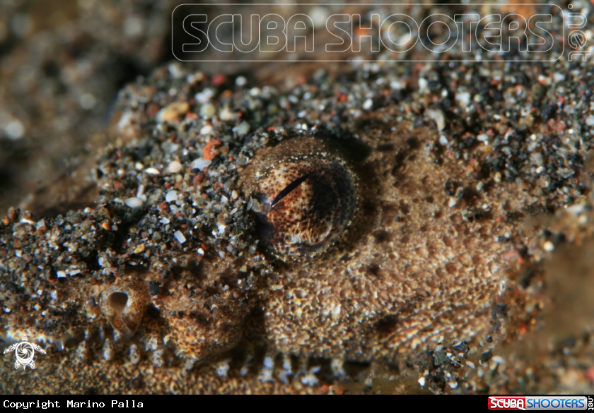 A Eel