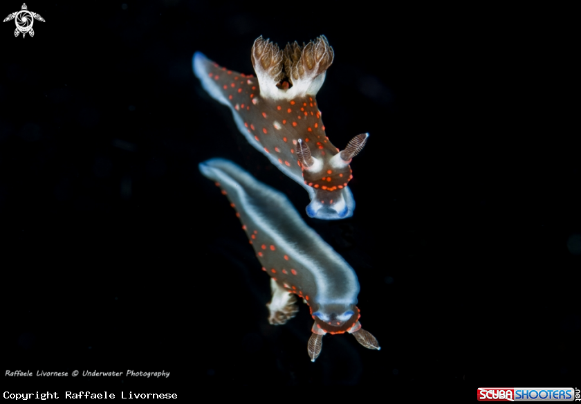 A nudibranch