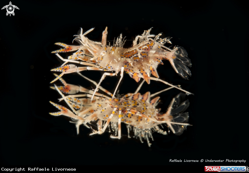 A tiger shrimp