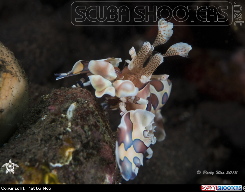 A Harlequin Shrimp