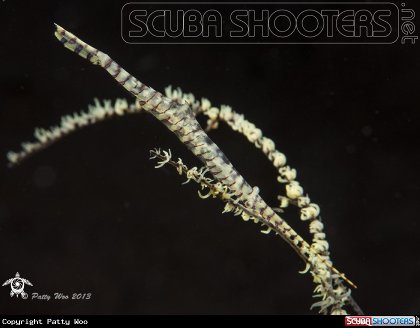 A Tozeuma Shrimp