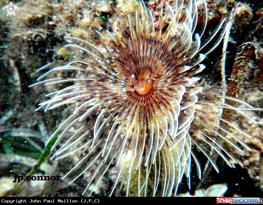 A Spirographe