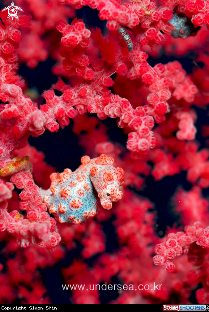 A pygmy seahorse