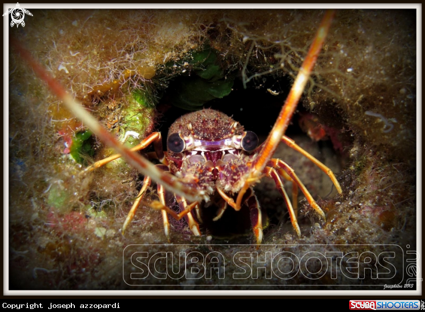 A lobster