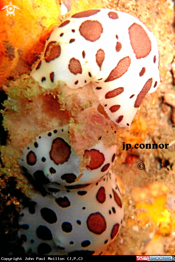 A Doris Dalmatien