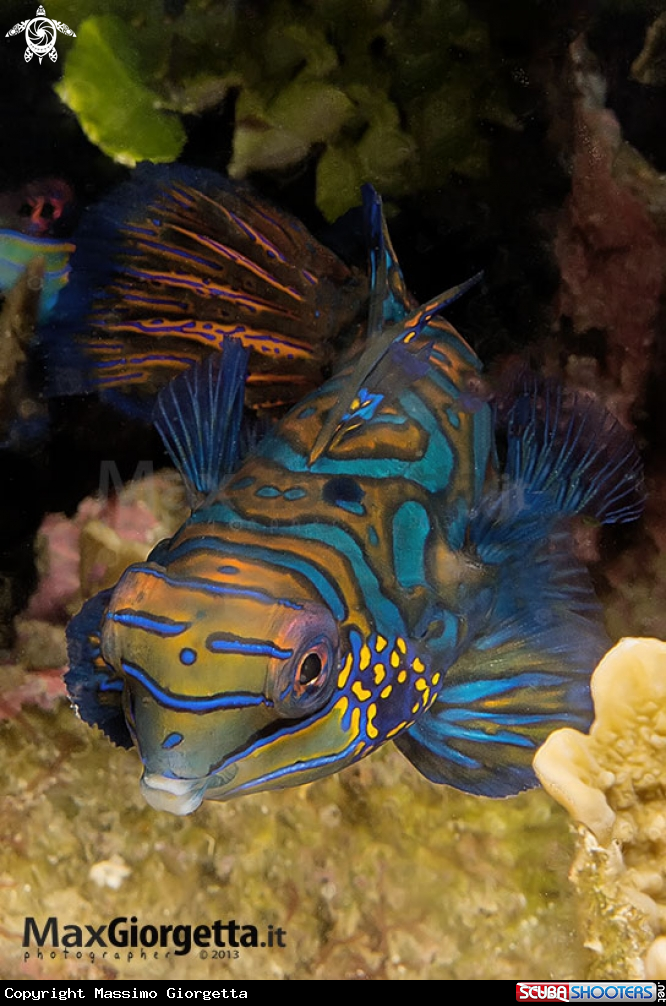 A mandarin fish