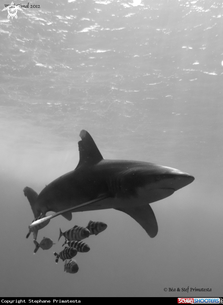 A Longimanus Shark